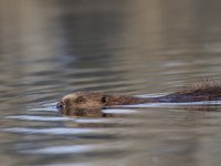 Castor fiber 64, Bever, Saxifraga-Mark Zekhuis