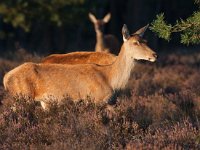 Cervus elaphus 111, Edelhert, Saxifraga-Bart Vastenhouw