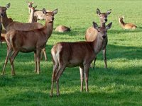 Cervus elaphus 114, Edelhert, female, Saxifraga-Hans Dekker