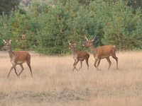 Cervus elaphus 120, Edelhert, Saxifraga-Luuk Vermeer