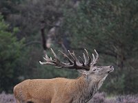 Cervus elaphus 132, Edelhert, Saxifraga-Luuk Vermeer