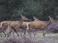 Cervus elaphus 133, Edelhert, Saxifraga-Luuk Vermeer