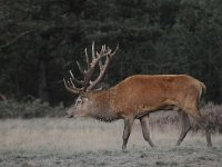 Cervus elaphus 136, Edelhert, Saxifraga-Luuk Vermeer