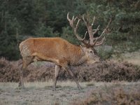 Cervus elaphus 137, Edelhert, Saxifraga-Luuk Vermeer