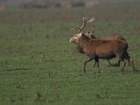 Cervus elaphus 15, Edelhert, male, Saxifraga-Luc Hoogenstein