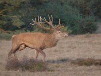 Cervus elaphus 179, Edelhert, Saxifraga-Luuk Vermeer