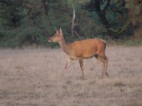 Cervus elaphus 181, Edelhert, Saxifraga-Luuk Vermeer