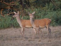 Cervus elaphus 182, Edelhert, Saxifraga-Luuk Vermeer