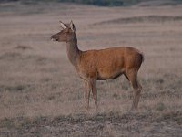 Cervus elaphus 183, Edelhert, Saxifraga-Luuk Vermeer