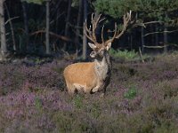 Cervus elaphus 190, Edelhert, Saxifraga-Luuk Vermeer