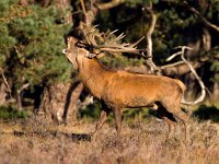 Cervus elaphus 27, Edelhert, Saxifraga-Bart Vastenhouw