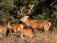 Cervus elaphus 28, Edelhert, Saxifraga-Bart Vastenhouw