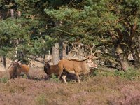 Edelhert  Edelhert Hoge Veluwe : Cervus elaphus