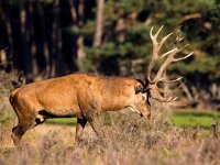 Cervus elaphus 44, Edelhert, Saxifraga-Bart Vastenhouw