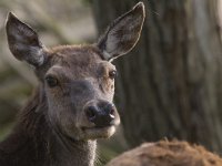 Cervus elaphus 47, Edelhert, Saxifraga-Mark Zekhuis