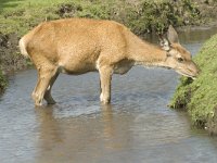 Cervus elaphus 49, Edelhert, female, Saxifraga-Jan van der Straaten