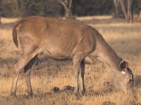 Cervus elaphus 5, Edelhert, Saxifraga-Edo van Uchelen