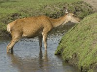 Cervus elaphus 50, Edelhert, female, Saxifraga-Jan van der Straaten