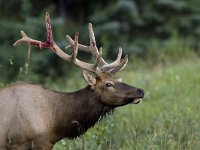 Edelhert; Wapiti  Edelhert met gedeeltelijk afgeschuurde basthuid; Wapiti : Alberta, Canada, Cervus elaphus, Edelhert, Jasper National Park, Nationaal Park, Red Deer, Rocky Mountains, antlers, bast, big, bloed, bloemen, bloemenzee, blood, bok, brown, bruin, bull, flowers, fluweelbast, gewei, grazend, grazing, groot, grote grazer, herd, kudde, male, mammal, stier, summer, wapiti, wond, wound, wounded, zomer, zoogdier