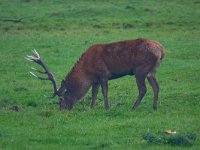 Cervus elaphus 55, Edelhert, Saxifraga-Jan Nijendijk