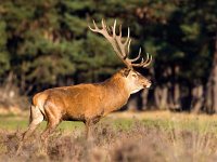 Cervus elaphus 60, Edelhert, Saxifraga-Bart Vastenhouw