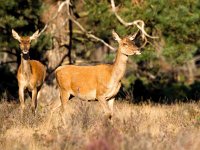 Cervus elaphus 65, Edelhert, Saxifraga-Bart Vastenhouw