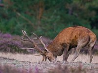 Cervus elaphus 71, Edelhert, Saxifraga-Rik Kruit