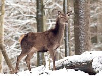 Cervus elaphus 73, Edelhert, Saxifraga-Bart Vastenhouw