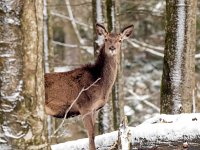 Cervus elaphus 74, Edelhert, Saxifraga-Bart Vastenhouw