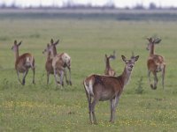 Cervus elaphus 79, Edelhert, Saxifraga-Mark Zekhuis