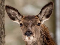 Cervus elaphus 83, Edelhert, Saxifraga-Bart Vastenhouw