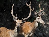 Cervus elaphus 90, Edelhert, Saxifraga-Hans Dekker