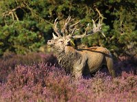 Cervus elaphus 99, Edelhert, Saxifraga-Bart Vastenhouw