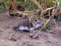 Crocidura leucodon 2, Veldspitsmuis, Saxifraga-Rudmer Zwerver