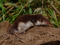 Crocidura leucodon 4, Veldspitsmuis, Saxifraga-Rudmer Zwerver