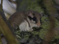 Eliomys quercinus 5, Eikelmuis, Saxifraga-Mark Zekhuis