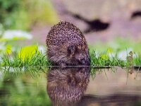 Erinaceus europaeus 42, Egel, adult, Vledder, Saxifraga-Theo Verstrael