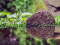 Erinaceus europaeus 43, Egel, adult, Vledder, Saxifraga-Theo Verstrael
