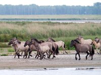 Konik horse 11, Konikpaard, Saxifraga-Bart Vastenhouw