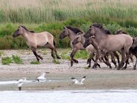 Konik horse 13, Konikpaard, Saxifraga-Bart Vastenhouw