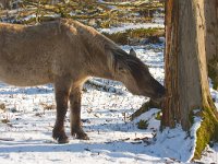 konikspaard  Konikspaard in Oostvaardersplassen