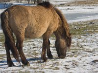 konikspaard  Konikspaard in Oostvaardersplassen