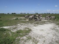 Konik horse 8, Konikpaard, Saxifraga-Rob Felix : Animalia, Chordata, Mammalia, Perissodactyla, Project Natuurbalans, animal, dier, dieren, gewervelde dieren, mammal, odd-toed ungulates, onevenhoevigen, vertebraat, vertebrate, zoogdier, zoogdieren