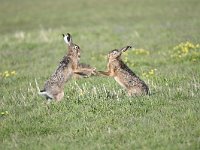 Lepus europaeus 100, Haas, Saxifraga-Luuk Vermeer