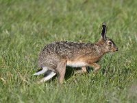 Lepus europaeus 102, Haas, Saxifraga-Luuk Vermeer