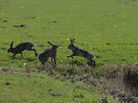 Lepus europaeus 108, Haas, Saxifraga-Luuk Vermeer