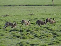 Lepus europaeus 110, Haas, Saxifraga-Luuk Vermeer