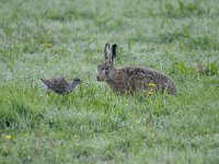 Lepus europaeus 116, Haas, Saxifraga-Luuk Vermeer