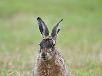 Lepus europaeus 124, Haas, Saxifraga-Luuk Vermeer