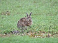 Lepus europaeus 128, Haas, Saxifraga-Luuk Vermeer